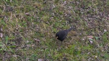 Arkaplanda yiyecek arayan Karatavuk (Turdus merula)