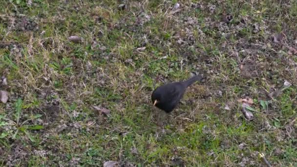 Quiscale commun (Turdus merula) à la recherche de nourriture sur le fond 