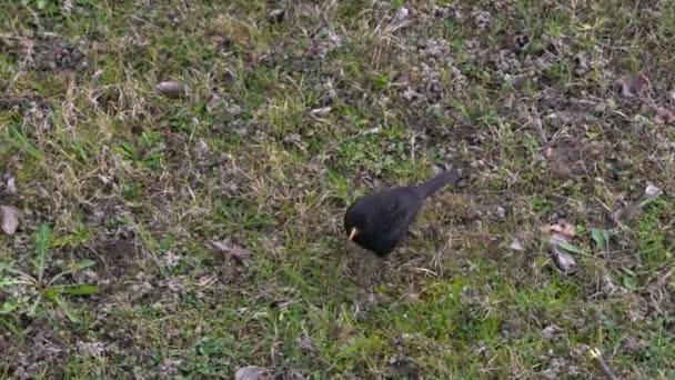 Common Blackbird Turdus Merula Ищет Пищу Заднем Плане — стоковое видео