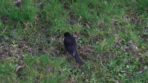 Common Blackbird Turdus Merula Looking Food Background — Stock Video