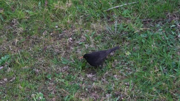 Pájaro Negro Común Turdus Merula Buscando Comida Fondo — Vídeos de Stock