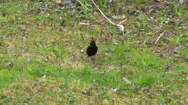 Blackbird Comum Turdus Merula Procura Comida Fundo — Vídeo de Stock