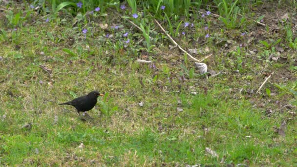 常见的黑鸟 Turdus Merula 在背景下寻找食物 — 图库视频影像