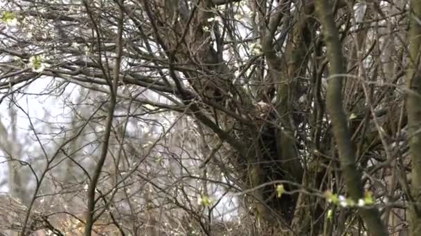 Самка Євразійського Дерева Лежить Гнізді Яйцях Garrulus Glandarius — стокове відео