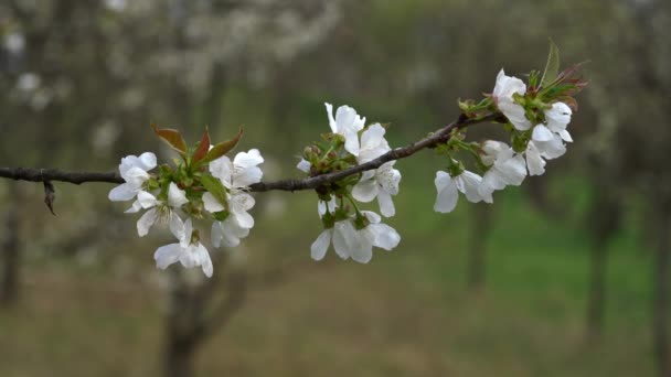 Körsbärsblommor Lätt Bris — Stockvideo