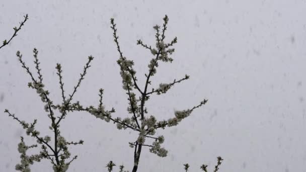 樱花在微风和雨雪中绽放 — 图库视频影像