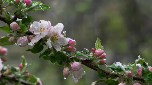 Appelbloesems Lichte Bries Sneeuw — Stockvideo