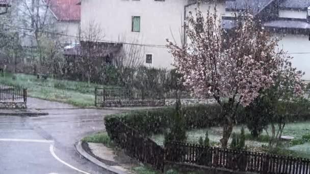 Árvore Magnólia Florescente Mangas Primavera Ambiente Rua — Vídeo de Stock