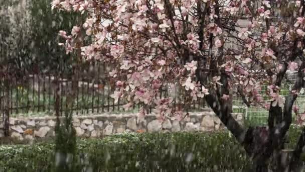 Blooming Magnolia Tree Spring Sleet Street Ambient — Stock Video