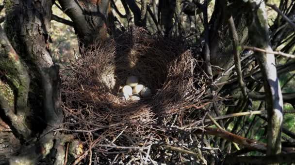 Nido Jay Eurasiático Con Huevos Garrulus Glandarius — Vídeos de Stock