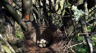 Yumurtalı Avrasya Jay Yuvası (Garrulus glandarius)