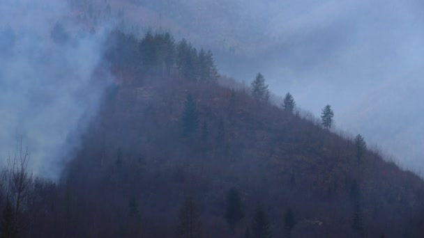 Fuego Bosque Destruye Naturaleza — Vídeos de Stock