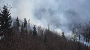 Ormandaki yangın doğayı yok eder.