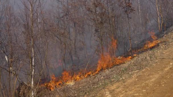 Ogień Lesie Niszczy Przyrodę — Wideo stockowe