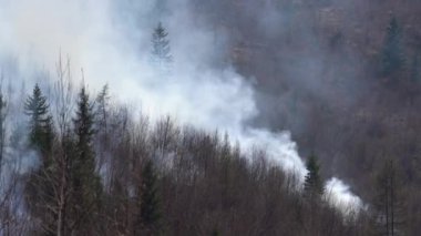 Ormandaki yangın doğayı yok eder.