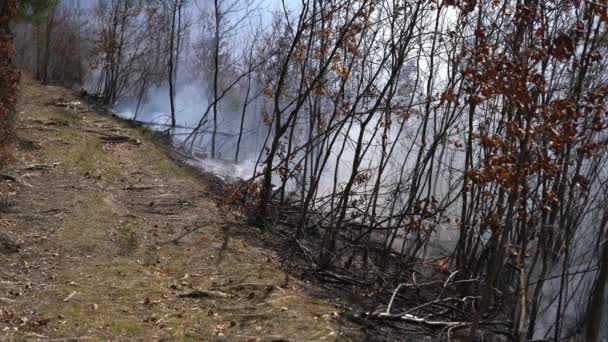 Fuego Bosque Destruye Naturaleza — Vídeo de stock