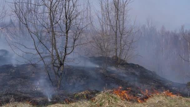 Brûler l'herbe sèche et les arbustes dans la prairie 