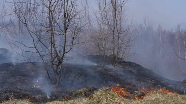 Burning Dry Grass Shrubs Meadow — Stock Video