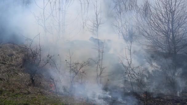 Trockenes Gras Und Sträucher Auf Der Wiese Verbrennen — Stockvideo