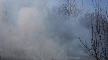 Çayırlarda kuru otlar ve çalılar yakıyor.