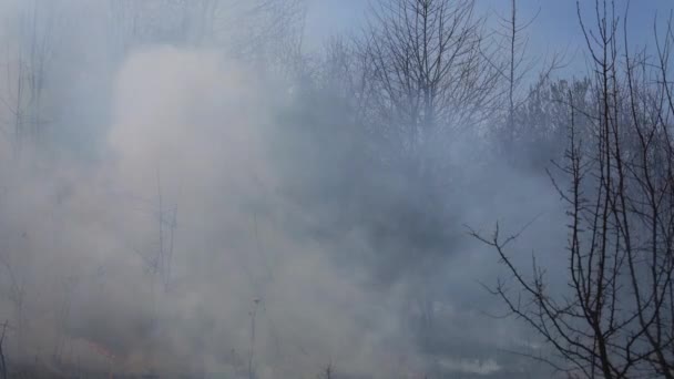 Bruciare Erba Secca Arbusti Nel Prato — Video Stock