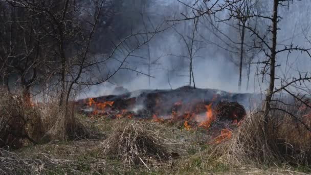 Trockenes Gras Und Sträucher Auf Der Wiese Verbrennen — Stockvideo