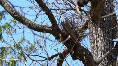 Hodded Crow (Corvus cornix) meşe ağacında yuva yapmaya başlar