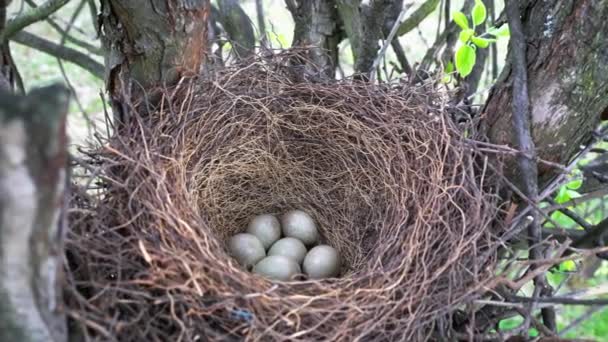 Гнездо Евразийского Джея Яйцами Garrulus Glandarius — стоковое видео