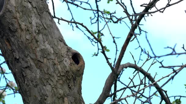 Nest Van Europese Spreeuw Kleine Spreeuw Boom Sturnus Vulgaris — Stockvideo