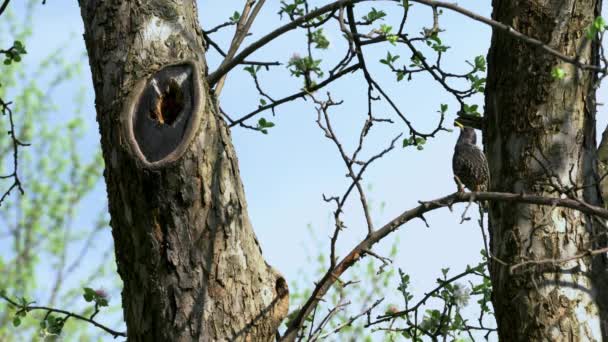 Estornino Europeo Estornino Común Árbol Junto Los Nidos Sturnus Vulgaris — Vídeos de Stock