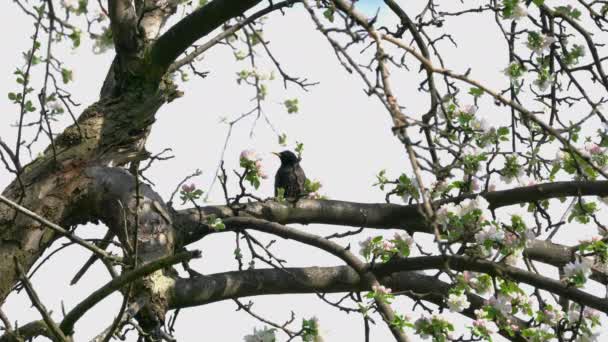 Starling Europeu Starling Comum Árvore Florescente Primavera Sturnus Vulgaris — Vídeo de Stock