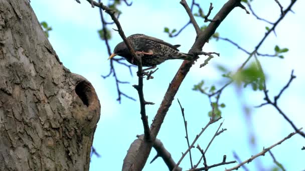 Starling Europeu Starling Comum Entra Ninho Sturnus Vulgaris — Vídeo de Stock