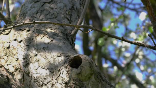 欧洲的Starling Common Starling起源于鸟巢 Sturnus Vulgaris — 图库视频影像