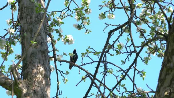 European Starling Common Starling Blooming Tree Την Άνοιξη Sturnus Vulgaris — Αρχείο Βίντεο