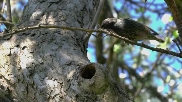 Szpak Europejski Szpak Pospolity Wchodzi Gniazda Sturnus Vulgaris — Wideo stockowe