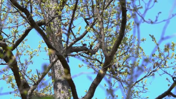 Grote Gevlekte Specht Haalt Larven Van Kevers Uit Boom Dendrocopos — Stockvideo