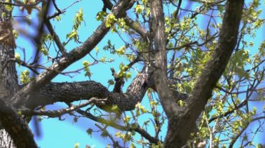 Büyük Benekli Ağaçkakan ağaçtan böcek larvaları çıkarır (Dendrocopos büyük)