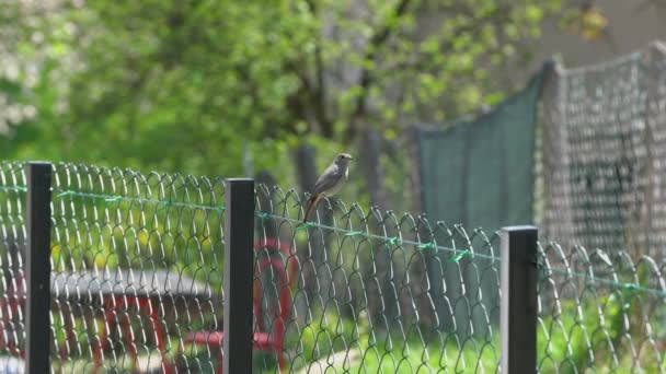 Чорний Червоний Початок Паркані Поблизу Гнізда Жінка Phoenicurusuros — стокове відео