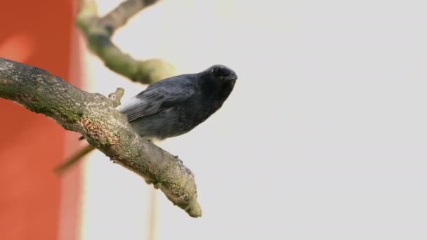 Μαύρο Redstart Δέντρο Κοντά Στη Φωλιά Αρσενικό Phoenicurus Ochroros — Αρχείο Βίντεο