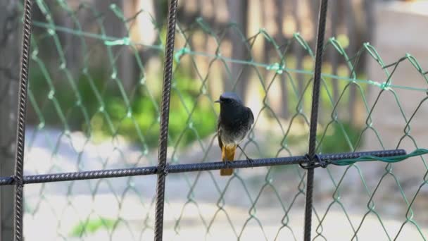 Rosso Nero Recinzione Vicino Nido Maschio Phoenicurus Ochruros — Video Stock