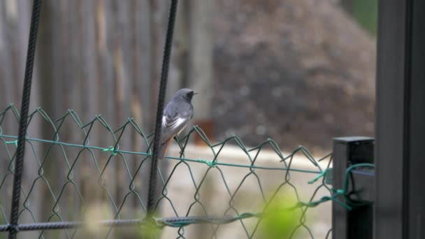 Czarny Redstart Płocie Pobliżu Gniazda Samiec Fenicurus Ochruros — Wideo stockowe