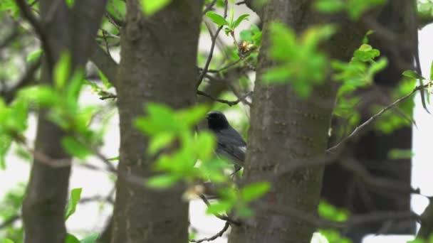 Czarny Redstart Drzewie Pobliżu Gniazda Samiec Fenicurus Ochruros — Wideo stockowe