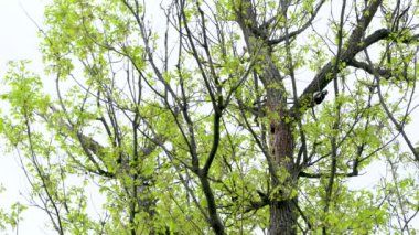 Büyük Benekli Ağaçkakan ağaçtan böcek larvaları çıkarır (Dendrocopos büyük)