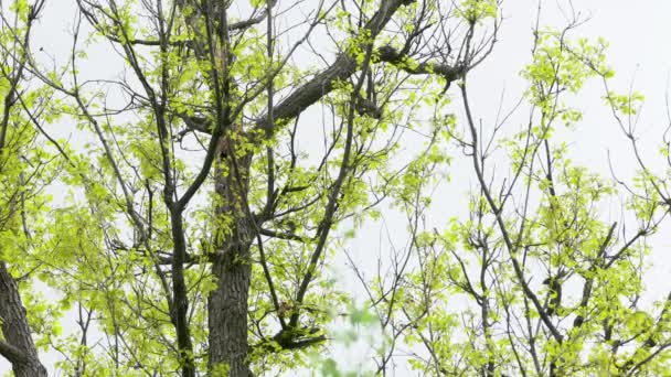 Grand Pic Tacheté Émerge Nid Dendrocopos Major — Video