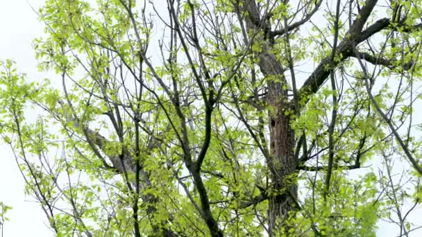 Μεγάλη Spotted Woodpecker Έρχεται Στη Φωλιά Dendrocopos Major — Αρχείο Βίντεο
