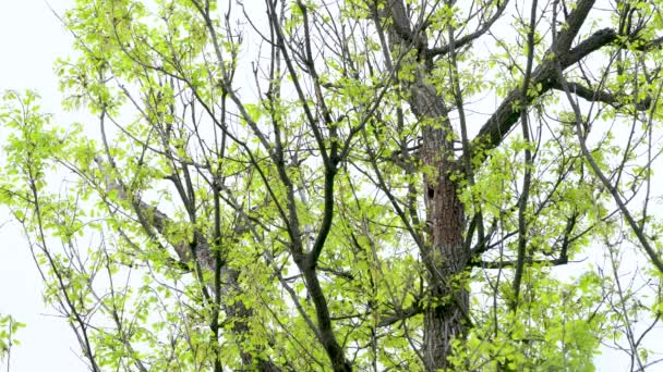 Büyük Benekli Ağaçkakan Yuvadan Çıkar Dendrocopos Major — Stok video
