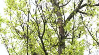 Büyük Benekli Ağaçkakan ağaçtan böcek larvaları çıkarır (Dendrocopos büyük)