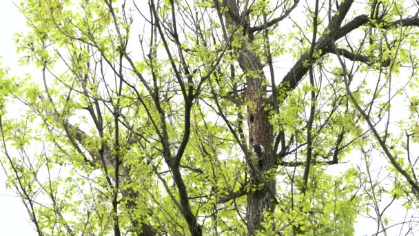 Grote Gevlekte Specht Haalt Larven Van Kevers Uit Boom Dendrocopos — Stockvideo