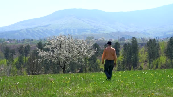 Homem Vai Uma Árvore Solitária Florescendo Primavera — Vídeo de Stock