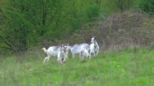 Capre Pascolano Nel Prato Ambiente Naturale — Video Stock